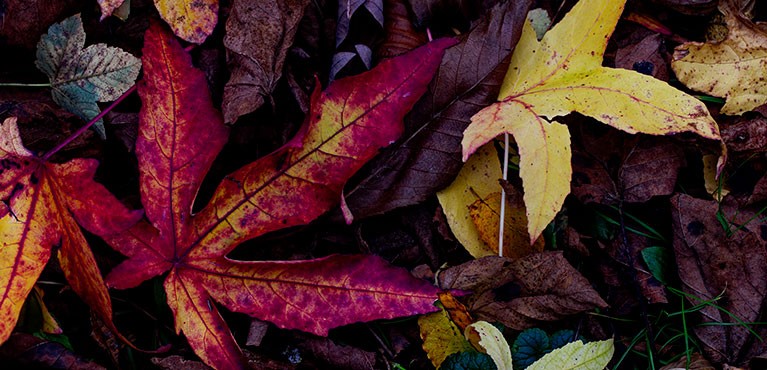leaves