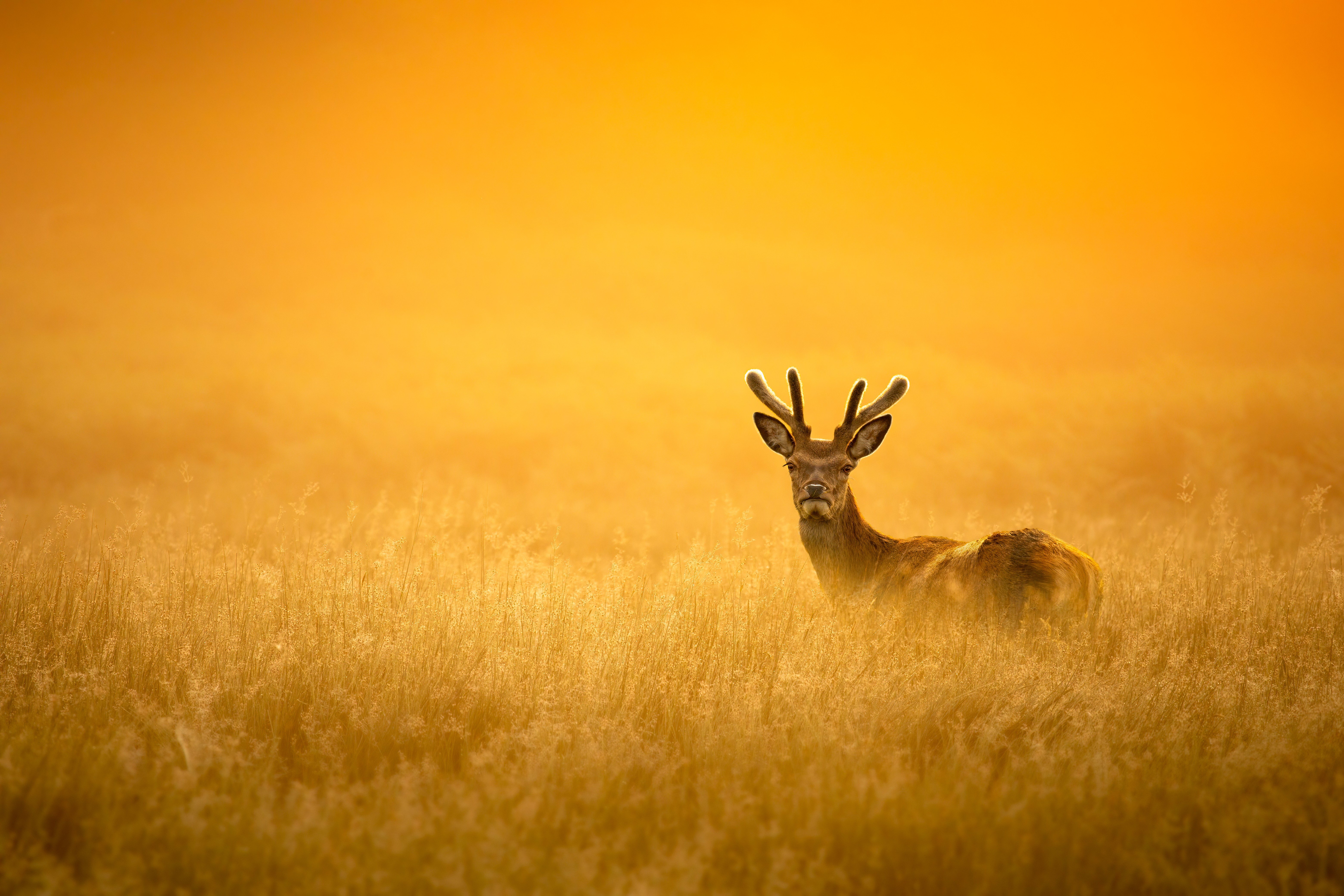 Master the Wild: 10 Expert Tips from Georgina Goodwin
