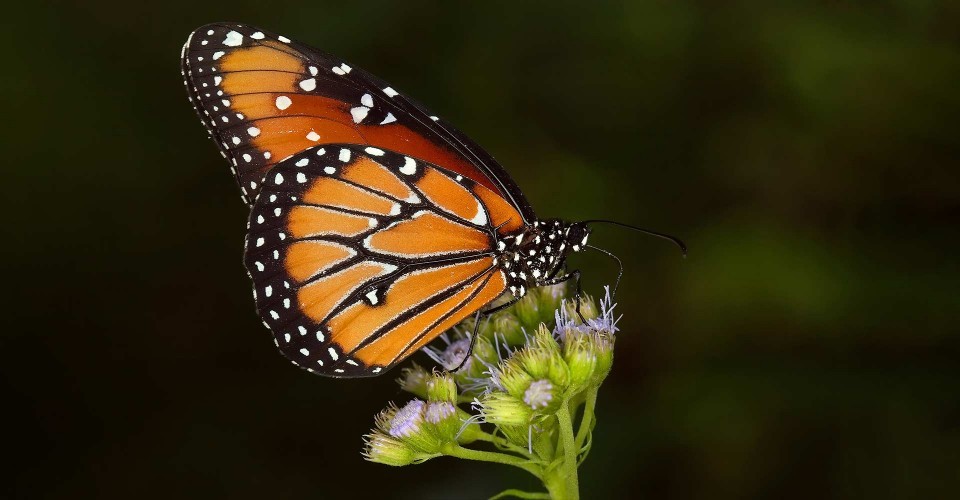 Macro Photography